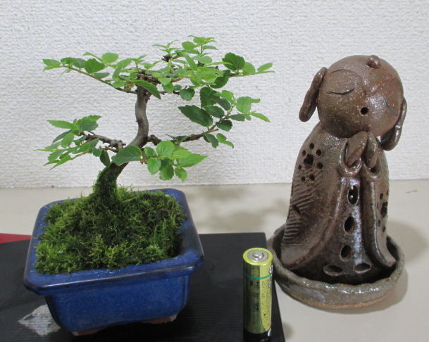実生の 榎 エノキ ３兄弟 じぃじ のミニ盆栽日記