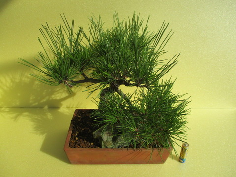 黒松（持ち込み古い） 黒松の盆栽②（持ち込み古い）