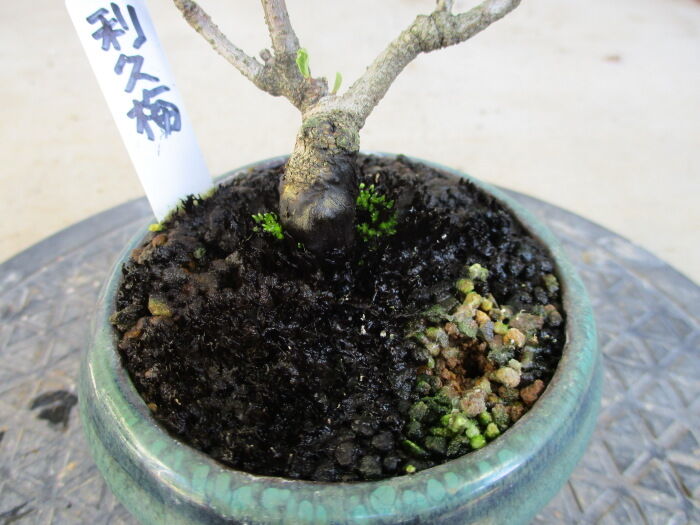 黒くなった土を入れ替え じぃじ のミニ盆栽日記