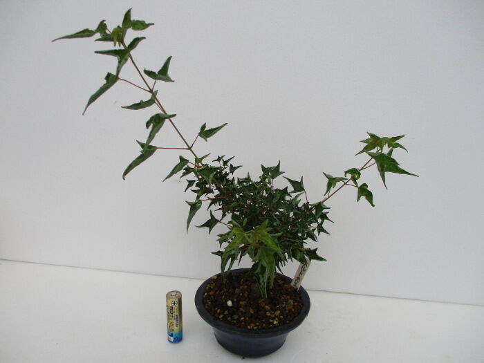 鳴門楓 ナルトカエデ の芽摘み じぃじ のミニ盆栽日記