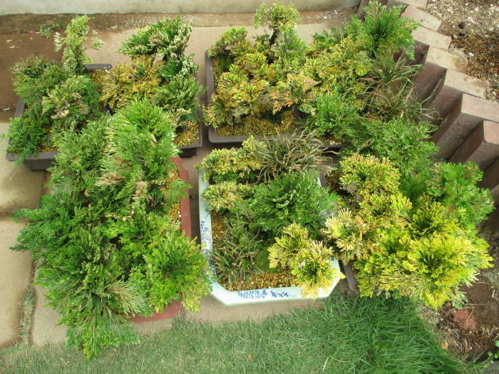 岩檜葉 イワヒバ の植替えやりました じぃじ のミニ盆栽日記 岩檜葉 イワヒバ の植替えやりました じぃじ のミニ盆栽日記