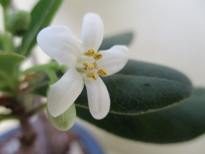 扉 トベラ の花 じぃじ のミニ盆栽日記