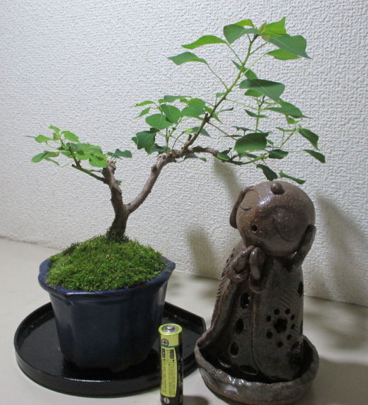 実生の 南京櫨 ナンキンハゼ も元気 じぃじ のミニ盆栽日記 実生の 南京櫨 ナンキンハゼ も元気 じぃじ のミニ盆栽日記