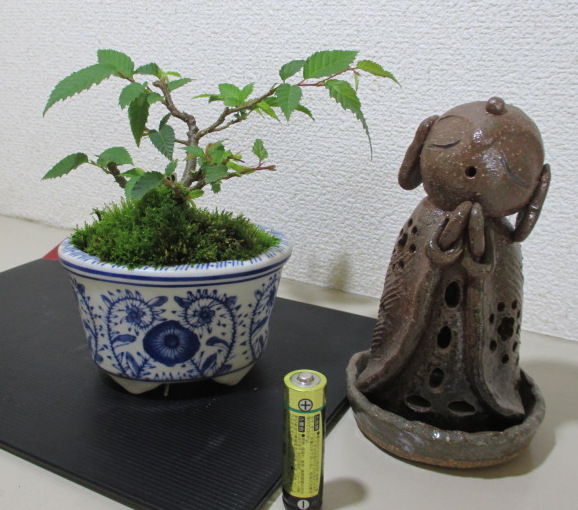 おそらく「赤四手（アカシデ）」？ : 「じぃじ」のミニ盆栽日記