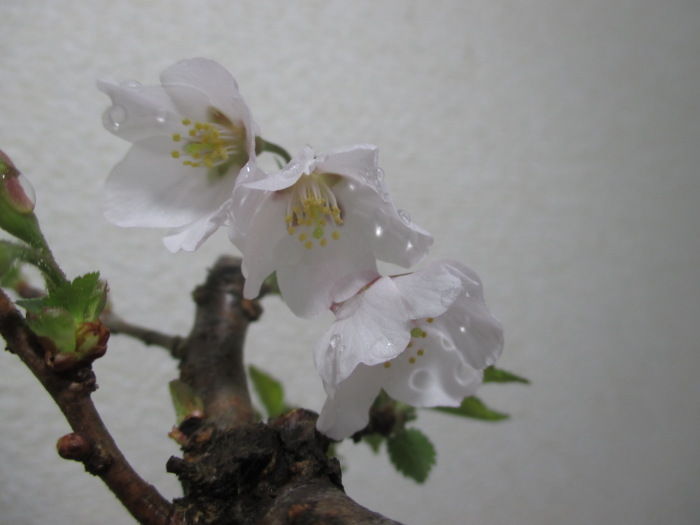 富士桜 フジザクラ が咲いてくれた じぃじ のミニ盆栽日記 富士桜 フジザクラ が咲いてくれた じぃじ のミニ盆栽日記