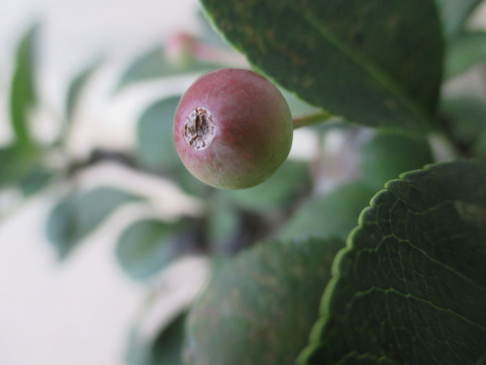 花海棠 ハナカイドウ の実から種を じぃじ のミニ盆栽日記