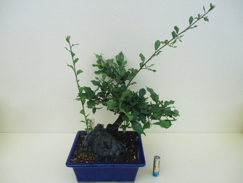 老爺柿 ロウヤガキ のヤゴ芽取り 徒長枝の剪定 じぃじ のミニ盆栽日記