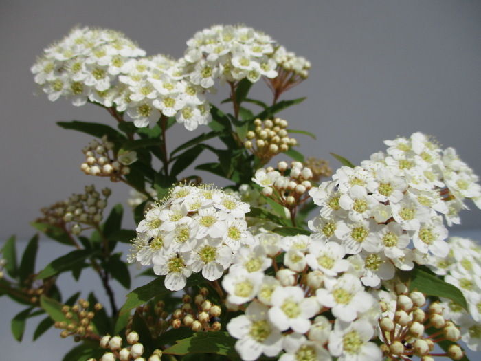 小手毬 コデマリ の花 じぃじ のミニ盆栽日記