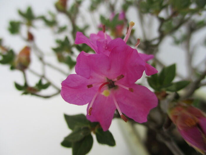 深山霧島 ミヤマキリシマ の花 じぃじ のミニ盆栽日記