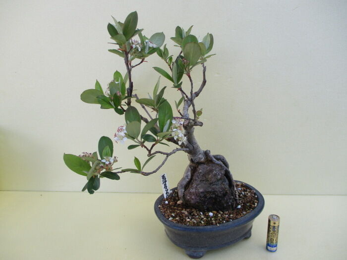 西洋鎌柄 セイヨウカマツカ の花 じぃじ のミニ盆栽日記