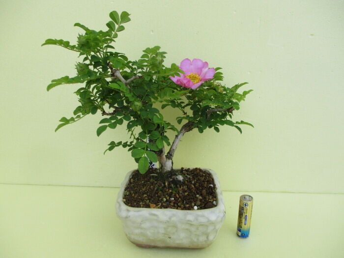 箱根山椒薔薇 ハコネサンショウバラ の花 じぃじ のミニ盆栽日記