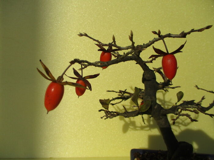 老爺柿 ロウヤガキ の実を採って手入れ じぃじ のミニ盆栽日記