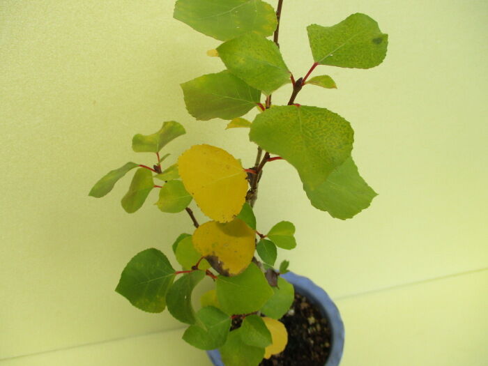 ポプラ の黄葉 じぃじ のミニ盆栽日記