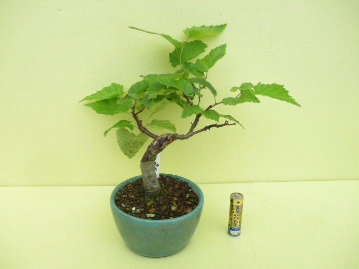 シシガシラ（盆栽）持ち込み古い 楽天市場】盆栽 特選：獅子頭(シシガシラ)紅葉 現品 *もみじ