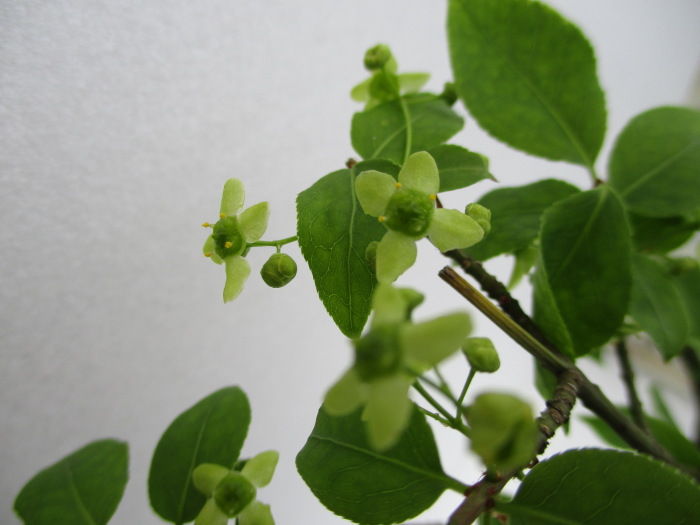 マユミ と コマユミ の花が咲いた じぃじ のミニ盆栽日記 マユミ と コマユミ の花が咲いた じぃじ のミニ盆栽日記