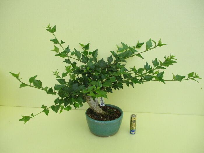 【盆栽】 ✨️超極太✨️ ニオイカエデ 匂い楓 石抱き 匂い楓・ニオイカエデ/盆栽、多肉植物、塊根植物、観葉植物通販/KIDORI