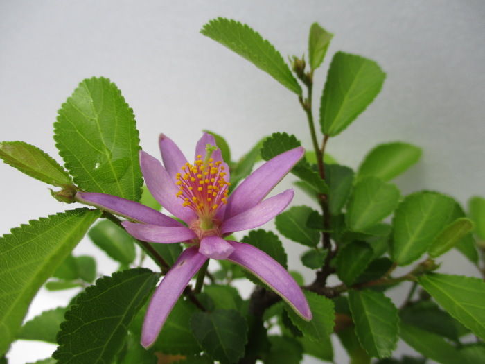 睡蓮木 スイレンボク の花 じぃじ のミニ盆栽日記