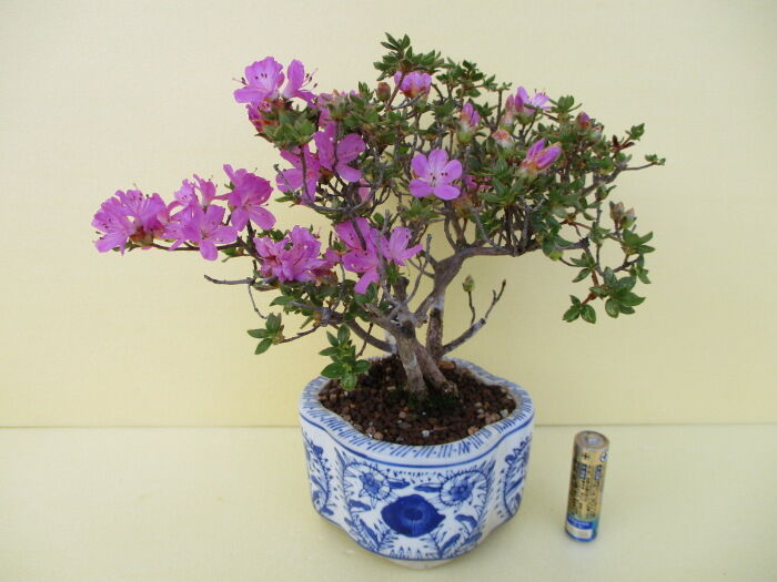 ミヤマキリシマツツジ（桃源)の鉢植え盆栽 （4262）開花終了 甘く 