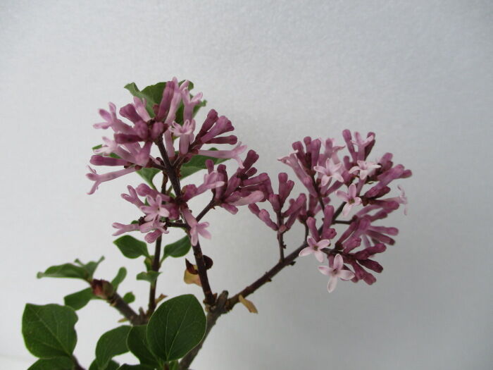 姫ライラック の花 じぃじ のミニ盆栽日記