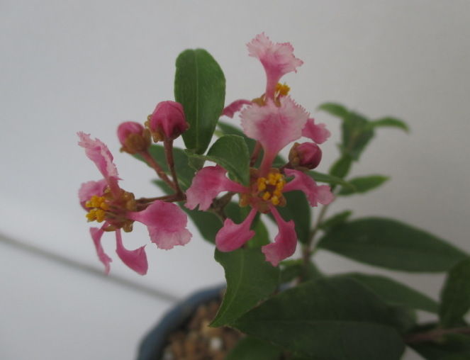 姫アセロラ盆栽　台湾姫桜桃 姫アセロラ盆栽 台湾姫桜桃 m60807390763_1.jpg?1750554268 姫アセロラ