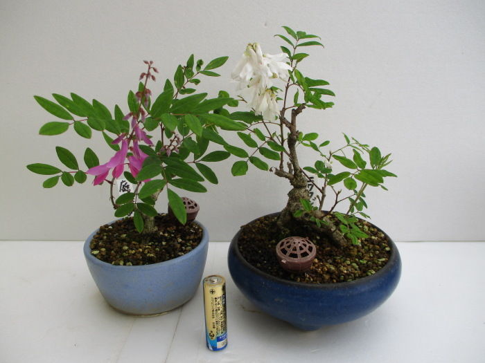 赤花と白花 庭藤 ニワフジ のお花 じぃじ のミニ盆栽日記 赤花と白花 庭藤 ニワフジ のお花 じぃじ のミニ盆栽日記