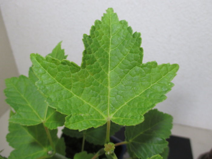 この「瓜膚楓（ウリハダカエデ）」雌雄どっちなの？ : 「じぃじ