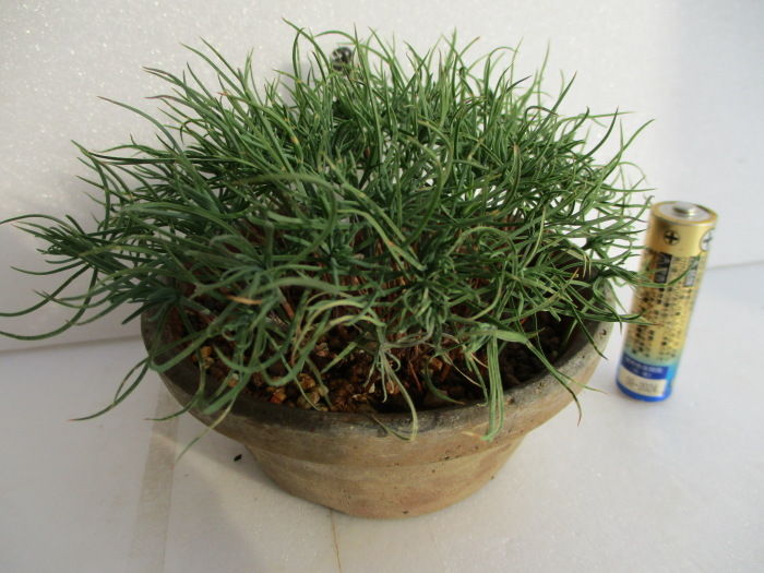 2月初旬に種蒔きした黒松が発芽 : 「じぃじ」のミニ盆栽日記