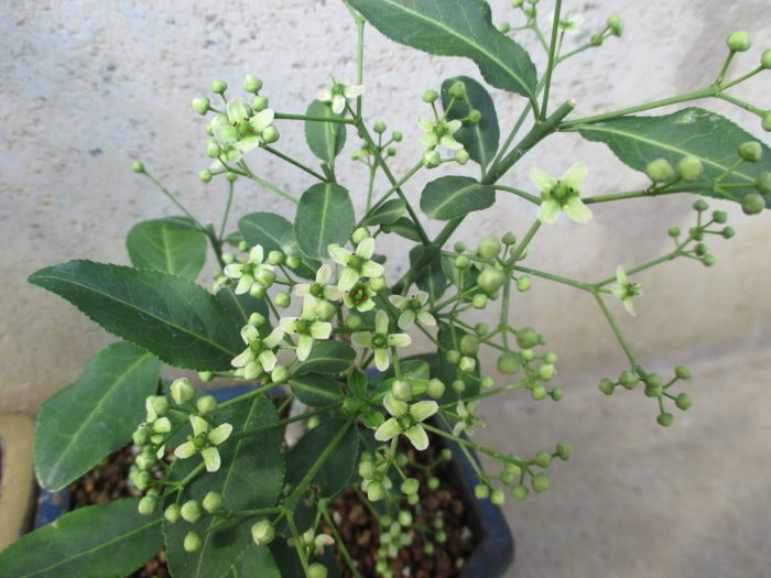 真弓 マユミ の花 雌花ばかり じぃじ のミニ盆栽日記