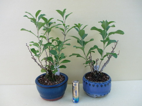 クコ 枸杞 盆栽 ミニ盆栽 鉢植