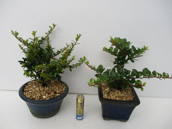 針蔓柾（ハリツルマサキ）」の花 : 「じぃじ」のミニ盆栽日記