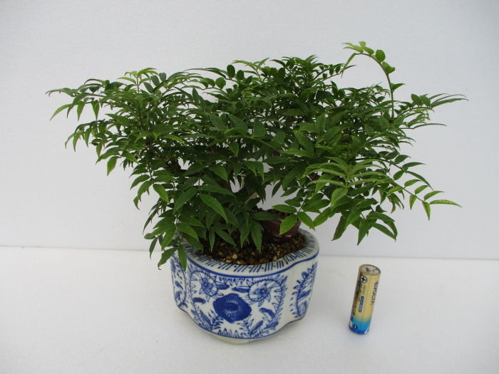 小藤 コフジ を芽摘み 葉刈り じぃじ のミニ盆栽日記