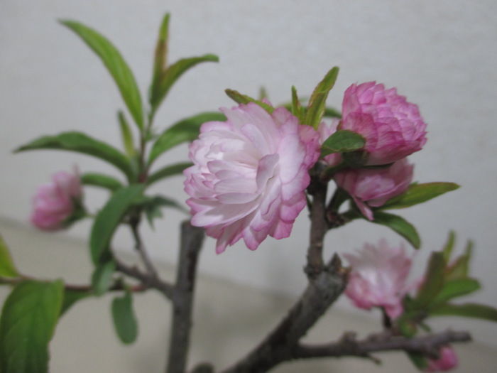 小さな桜の仲間 庭桜 ニワザクラ じぃじ のミニ盆栽日記 小さな桜の仲間 庭桜 ニワザクラ じぃじ のミニ盆栽日記