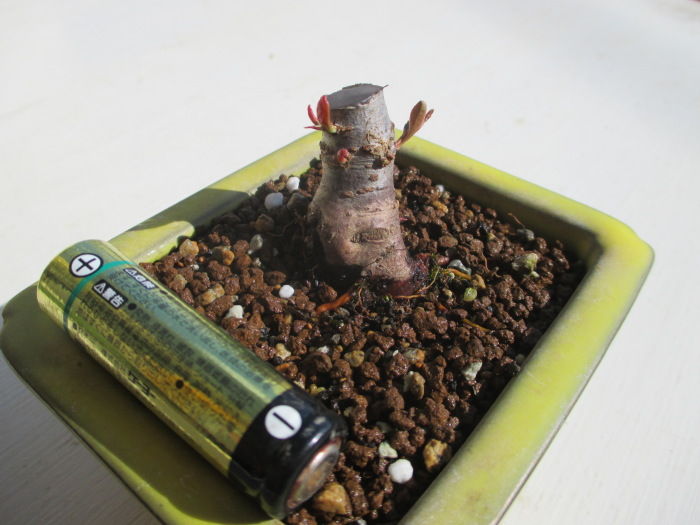 萌芽 ほうが ぼうが に成功 じぃじ のミニ盆栽日記 萌芽 ほうが ぼうが に成功 じぃじ のミニ盆栽日記