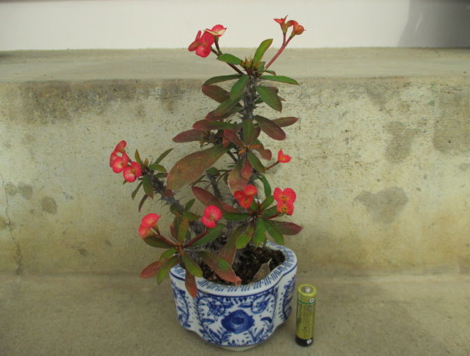 花麒麟 ハナキリン がまだ咲いてます じぃじ のミニ盆栽日記 花麒麟 ハナキリン がまだ咲いてます じぃじ のミニ盆栽日記