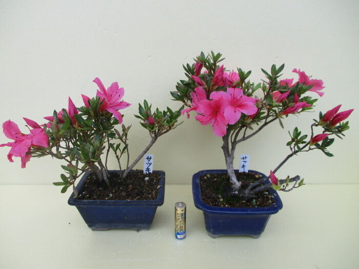 皐月 サツキ の花 じぃじ のミニ盆栽日記