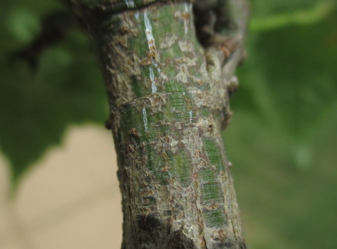 未だに花を見せてくれない「瓜膚楓（ウリハダカエデ）」くん : 「じぃ