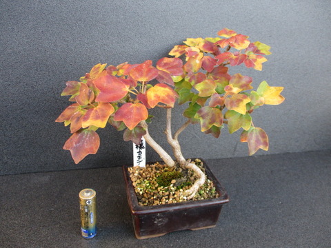 【希少】ミヤサマカエデ　宮様楓　楓　カエデ　かえで　小品盆栽　紅葉　モミジ zuk0006.jpg