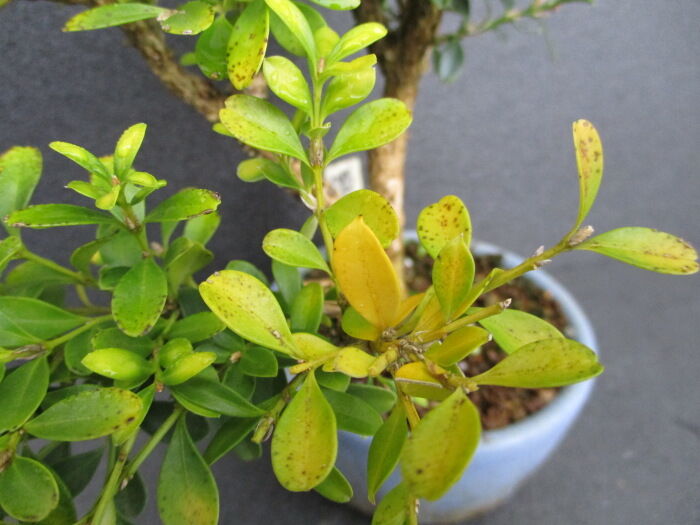 「姫柘植(ヒメツゲ)」の紅(黄)葉 : 「じぃじ」のミニ盆栽日記
