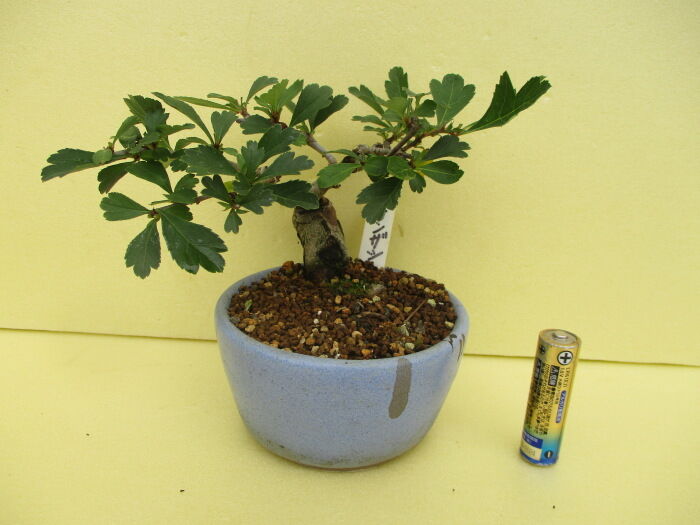 山査子（サンザシ）」の徒長枝の剪定 : 「じぃじ」のミニ盆栽日記