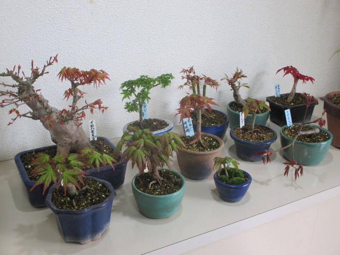 芽吹き 新葉の時期の モミジ はとてもカワユイ じぃじ のミニ盆栽日記