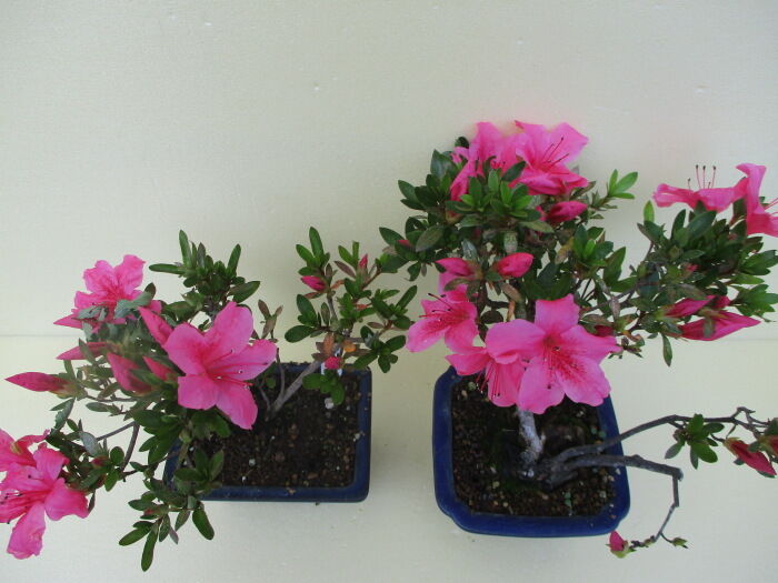 皐月（サツキ）」の花 : 「じぃじ」のミニ盆栽日記