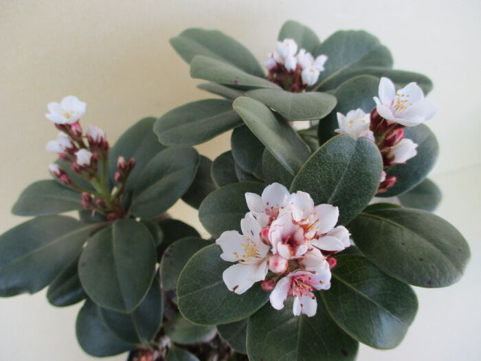 丸葉車輪梅 マルバシャリンバイ の花 じぃじ のミニ盆栽日記