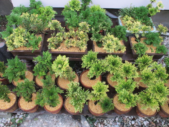 軽石に岩ヒバ 植物 活着 人気の贈り物が大集合