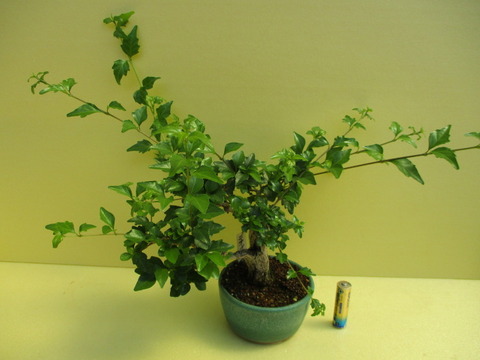 c06b21ac-s.jpg