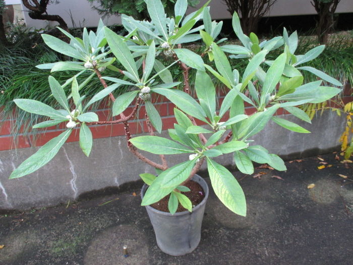 どんどん大きくなる ミツマタ くんに冬芽 じぃじ のミニ盆栽日記