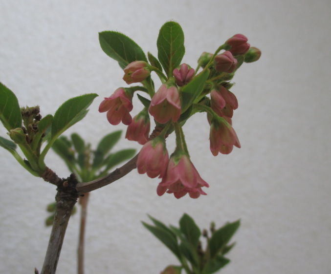 樹形をなんとかしたい サラサドウダンツツジ の花 じぃじ のミニ盆栽日記