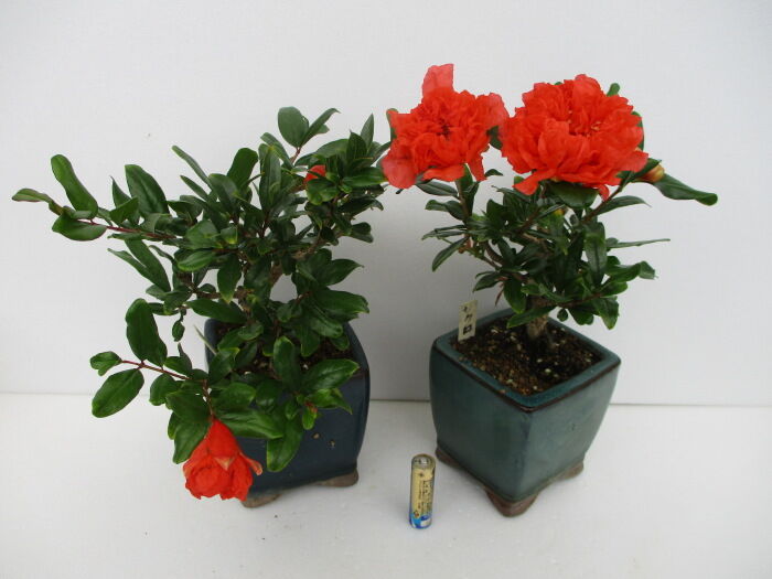 花柘榴 ハナザクロ の花 じぃじ のミニ盆栽日記