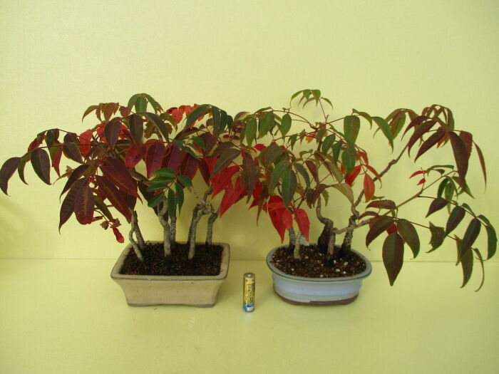 櫨の木 ハゼノキ の紅葉 じぃじ のミニ盆栽日記 櫨の木 ハゼノキ の紅葉 じぃじ のミニ盆栽日記