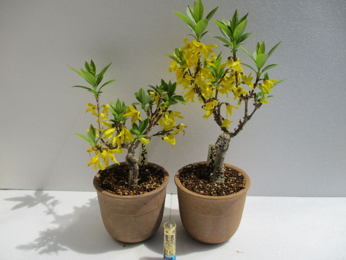 連翹(レンギョウ)」の黄色の花 : 「じぃじ」のミニ盆栽日記 連翹(レンギョウ)」の黄色の花 : 「じぃじ」のミニ盆栽日記