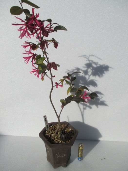 見事な さざんかの盆栽 みやこ野 植物 観葉植物